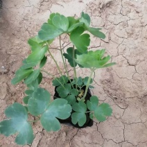 耧斗菜基地直销常年供应各种绿化苗木