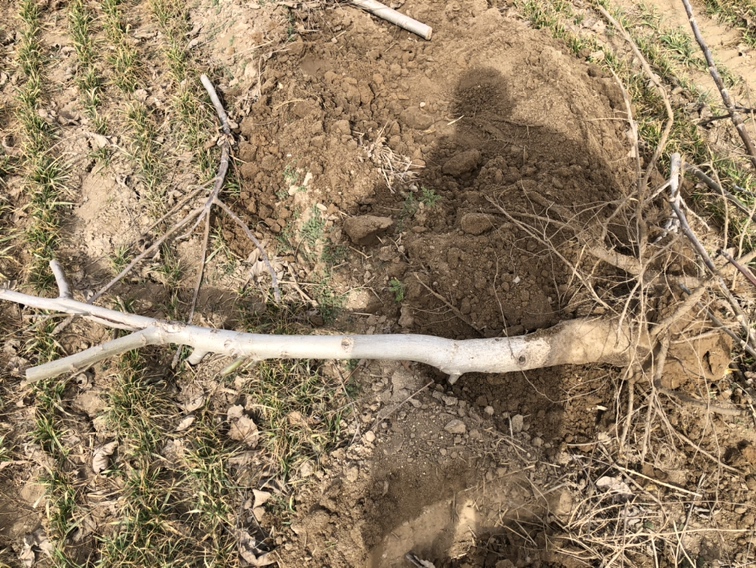 薄皮核桃树苗品种对比图