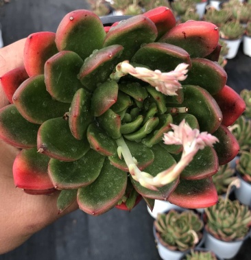 [多肉植物批发]美国进口红鹰嘴冬云120#杯价格40.00元/棵 - 一亩田