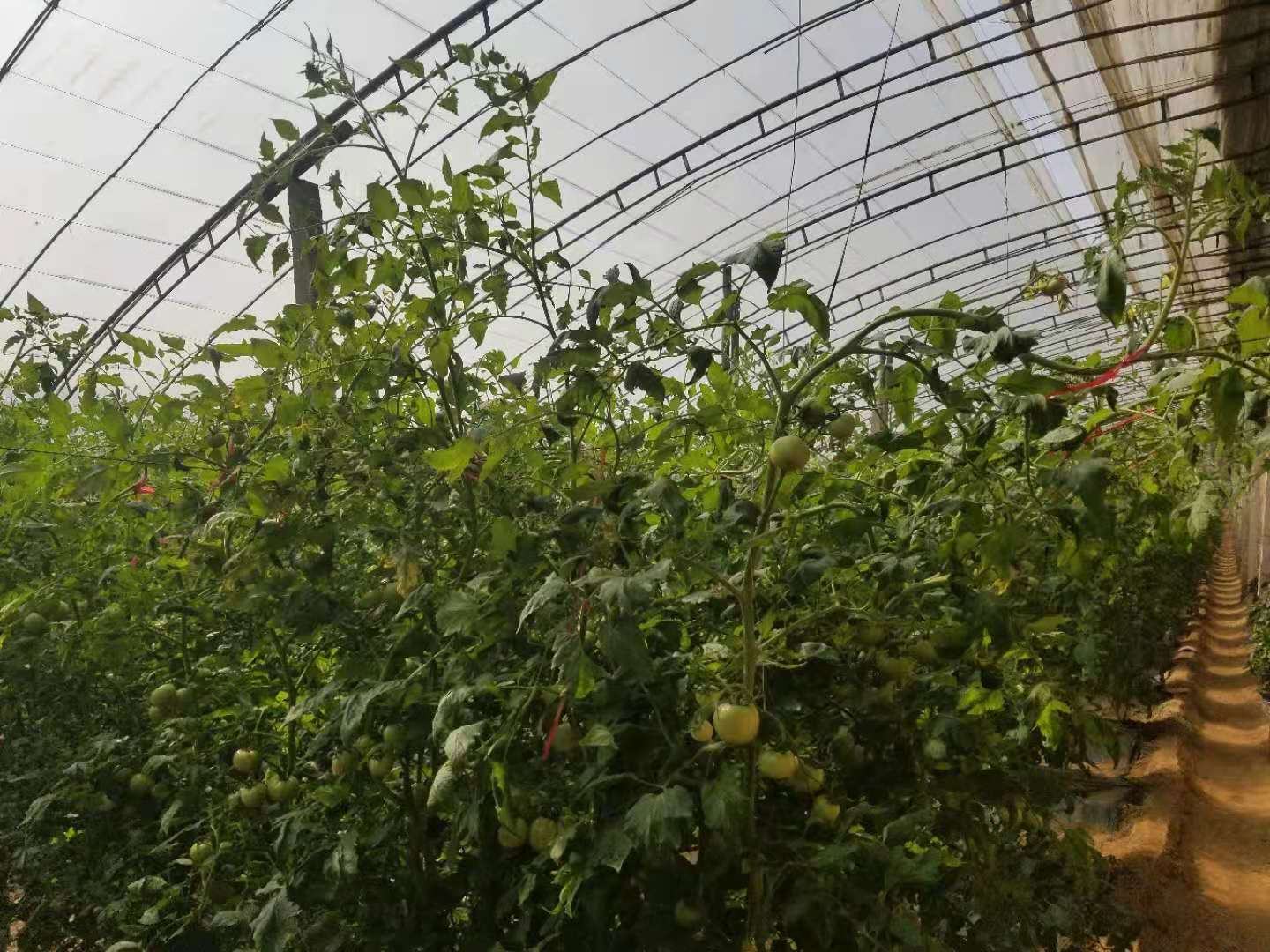 现代化农业大棚内,整齐排列的普罗旺斯西红柿植株,藤蔓粗壮,叶片翠绿,枝头挂满红彤彤的果实,工人正在采摘,阳光透过棚膜洒落,营造出温暖明亮的氛围 普罗旺斯西红柿种植大棚