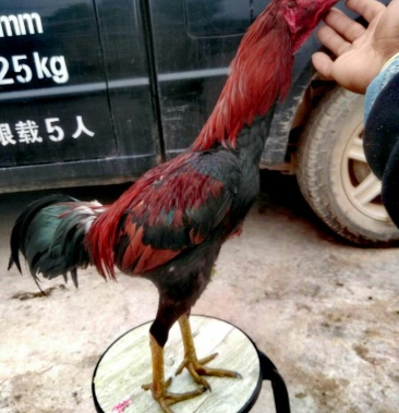 斗鸡,缅鸡,已叫.现五斤,发体五斤八六个.