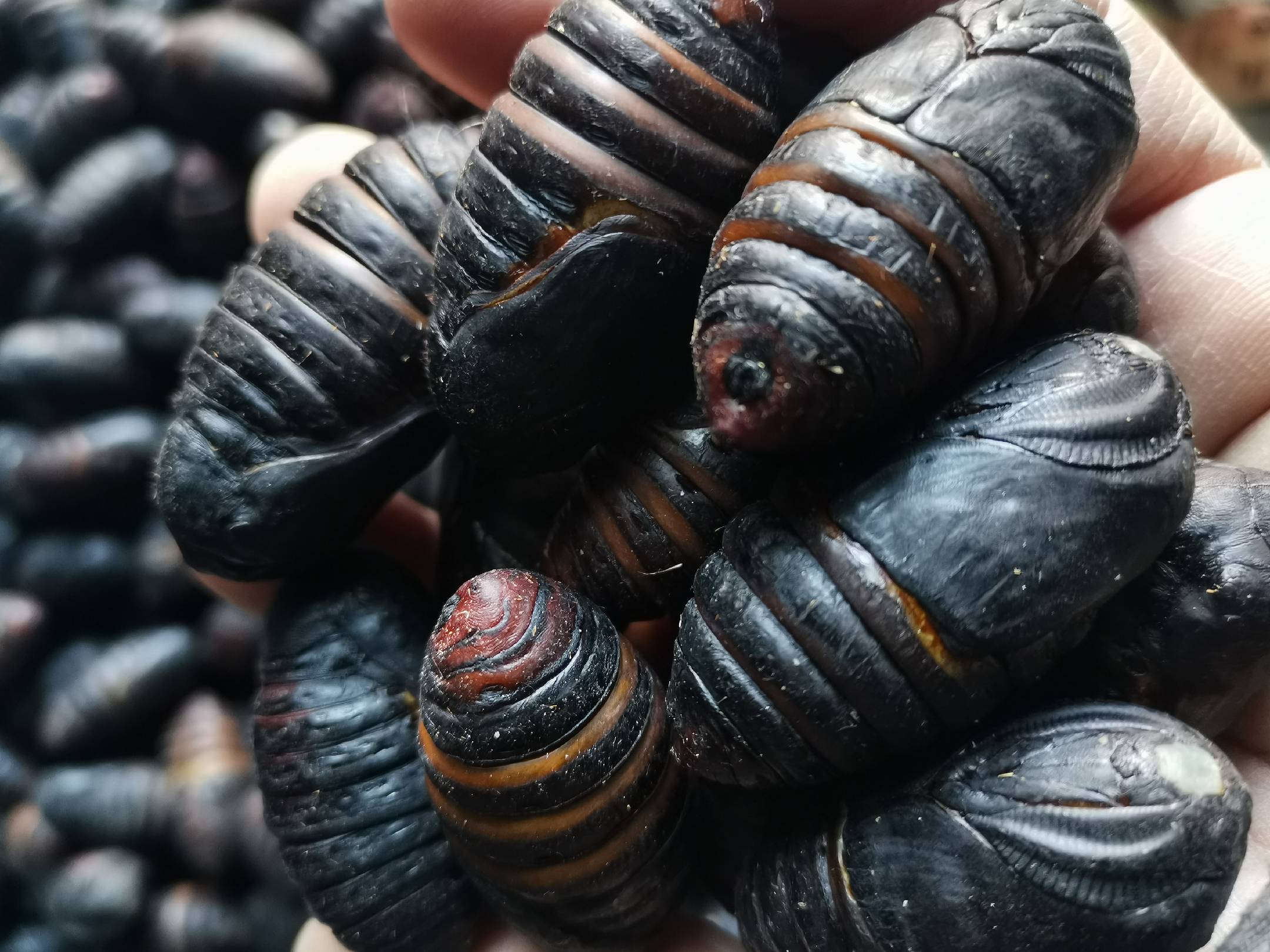 [蚕蛹批发]东北蚕蛹新鲜活蚕蛹大黄蚕蛹大茧蛹蝉蛹大量长期批发价格30