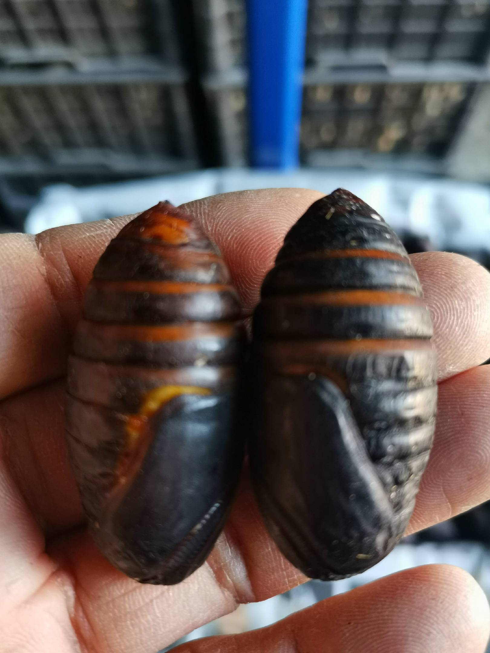 [蚕蛹批发]东北蚕蛹新鲜活蚕蛹大黄蚕蛹大茧蛹蝉蛹大量长期批发价格30