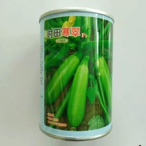 西葫芦种子寒之春大田专用品种油绿品种杂交种子
