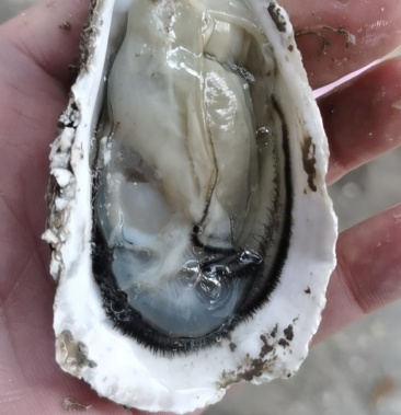 福建黄金蚝黄金三倍体