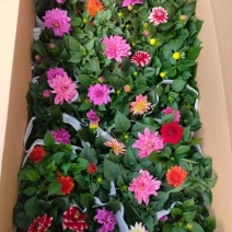小丽花150规格大量有货