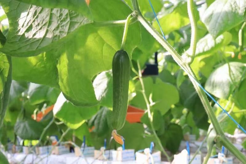 迷你小黄瓜植株特写