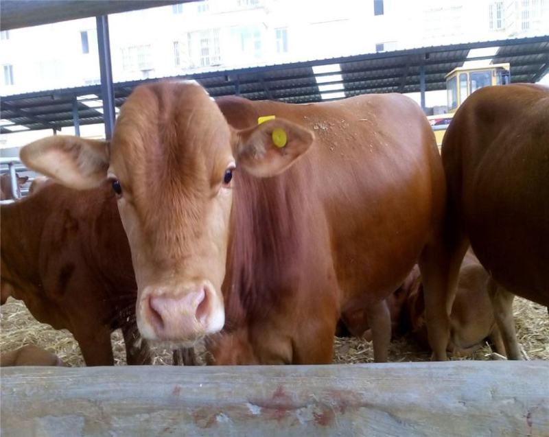 鲁西黄牛,黄牛苗,牛犊子,成年母牛,全国免费运输