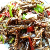 蚂炸，活体，速冻食用昆虫，可油炸，可烧烤，色香味俱全