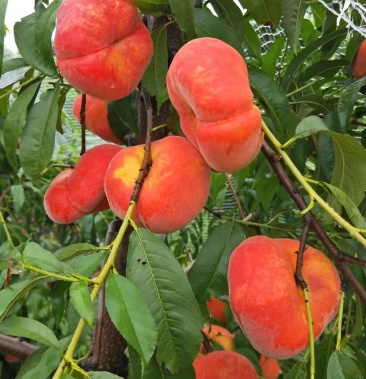 霞辉毛蟠桃 基地直销 量大优惠