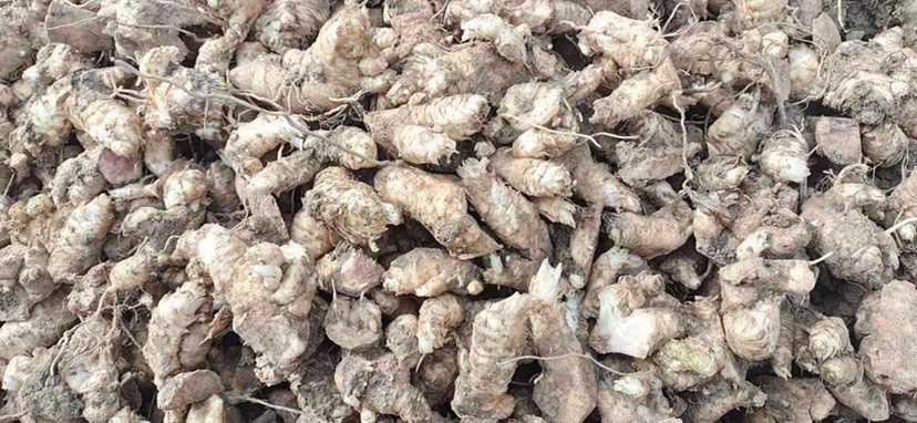 玄沙参植株与根部特写