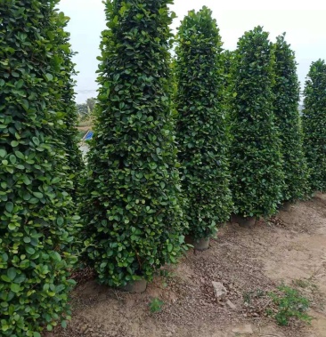 1825米桶装整车塔形金钱榕摇钱树火山榕树盆景绿化