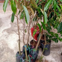正宗嫁接榴莲树苗盆地栽南北方种植猫山王泰国金枕榴莲苗当年