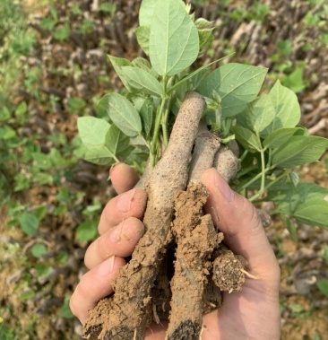 葛根种苗 免费技术指导 广西无渣粉葛种苗 高产粉葛苗