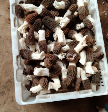 [羊肚菌菌种批发]羊肚菌种植基地70亩价格500.00元/斤 - 一亩田