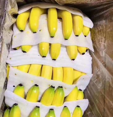 2021缅甸香蕉图片