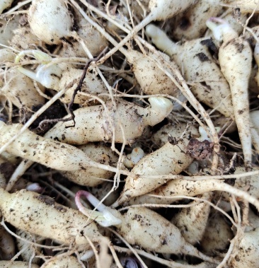 竹节参一年苗需要的联系