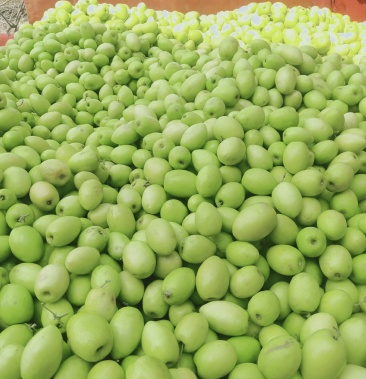 [青枣批发]元谋特色青枣.味道甜如蜜,买过的人都说好.价格0.