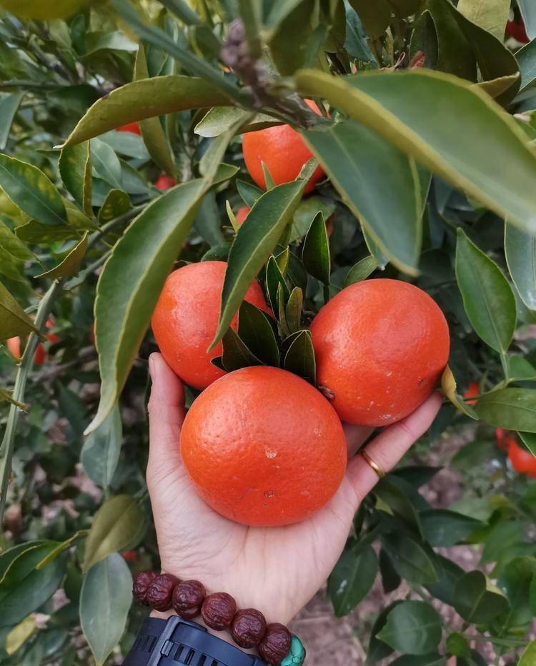 [柑桔苗批发]小原红早生,红皮蜜桔,高糖,国内早引进价格60.