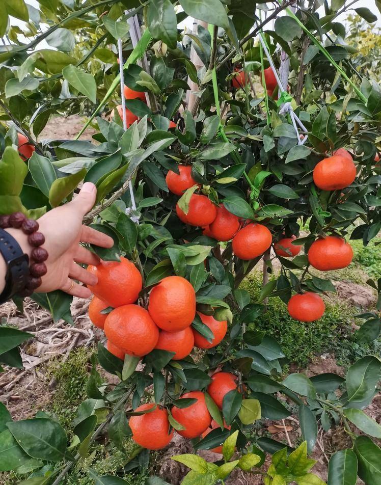 [柑桔苗批发]小原红早生,红皮蜜桔,高糖,国内早引进价格60.