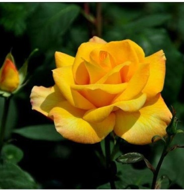 金奖章月季盆栽绿植黄花浓香