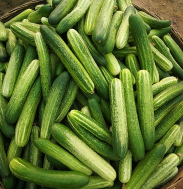 精品条型直燕白黄瓜旱黄瓜已经大量供应货源充足品质保障.