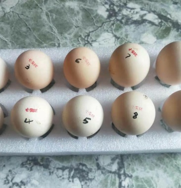 巨型黑白花婆罗门鸡种蛋包100受精包100出壳
