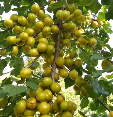 大量批发出售珍珠油杏树苗自家种植保证成活率