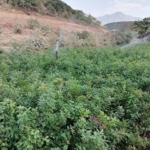 绿化苗木，芒果苗，各种苗木供应
