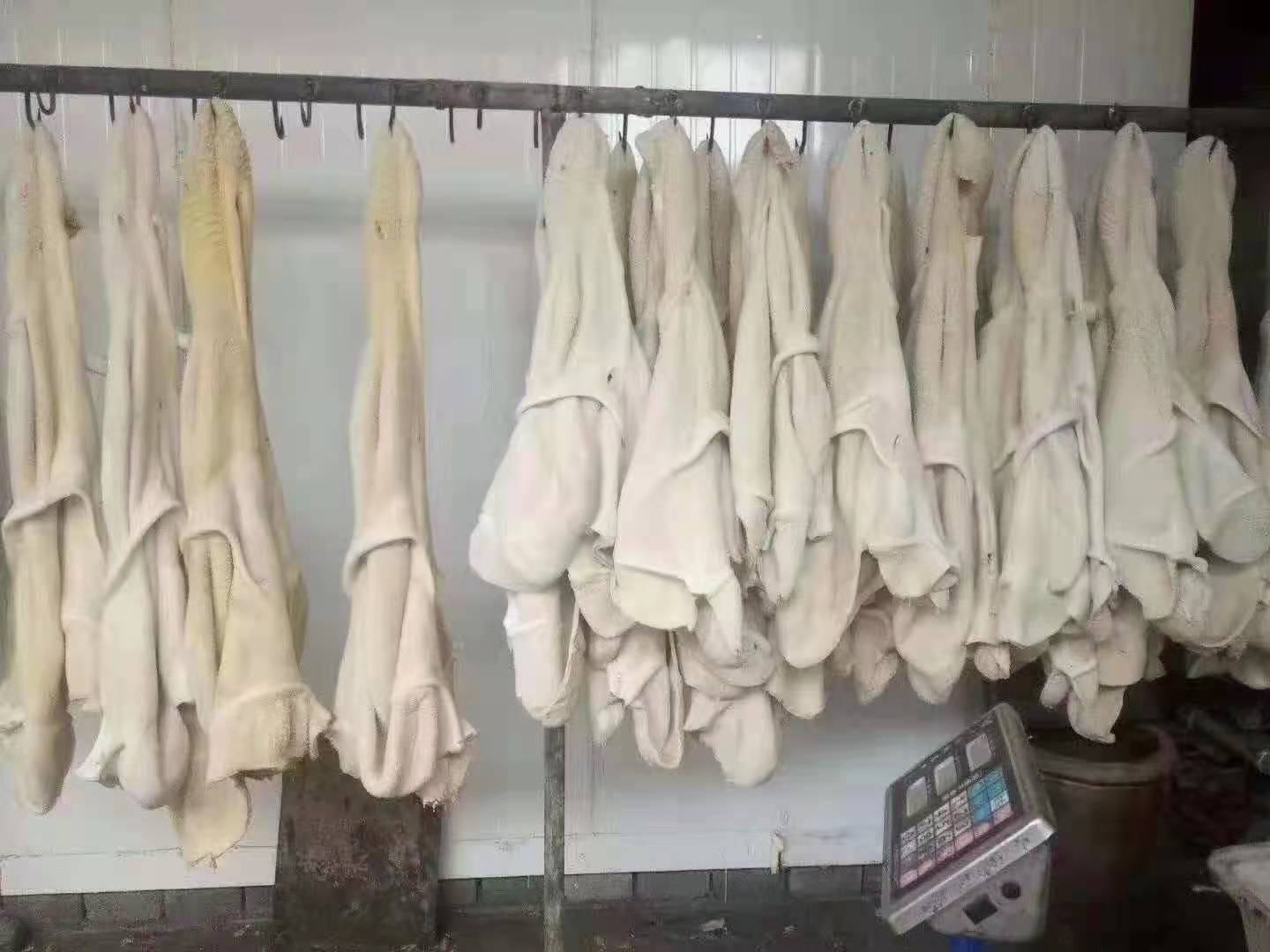 一名技术人员正在现代化屠宰车间内操作无菌导管从刚宰杀的四川本地黑猪胆囊中抽取深绿色胆汁,背景为洁净的不锈钢操作台和冷链储存设备,展示标准化采集过程 猪胆汁采集流程示意图