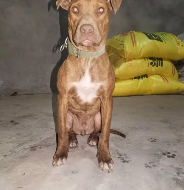 比特犬六个月母狗