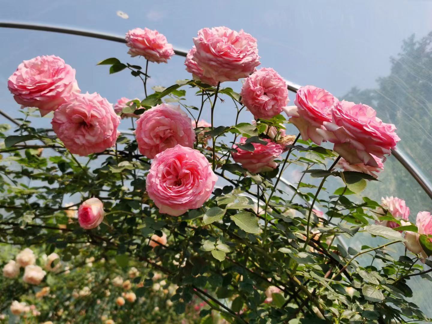 一株成熟的大花香水月季(Rosa 'New Dawn')正盛开着淡粉色半重瓣花朵,柔软蜿蜒的绿色枝条自然垂落并缠绕在白色铁艺拱门上,背景为春季阳光下的花园草坪,整体画面呈现浪漫温馨的庭院景观氛围 大花香水月季盛开于铁艺拱门上的全景图