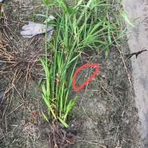 旱伞草，价格优惠基地直供，欢迎大家咨询