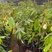 大猫山王榴莲苗马来西亚品种D197可以直接下单假一赔十