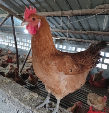 六个月青脚麻母鸡三个月公鸡价格商议质量保证价格优惠