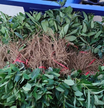 湖南湘蕾金银花扦插苗,品种纯正,品质好,花王产量高