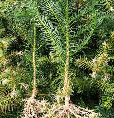 良种杉木苗,速生快成林