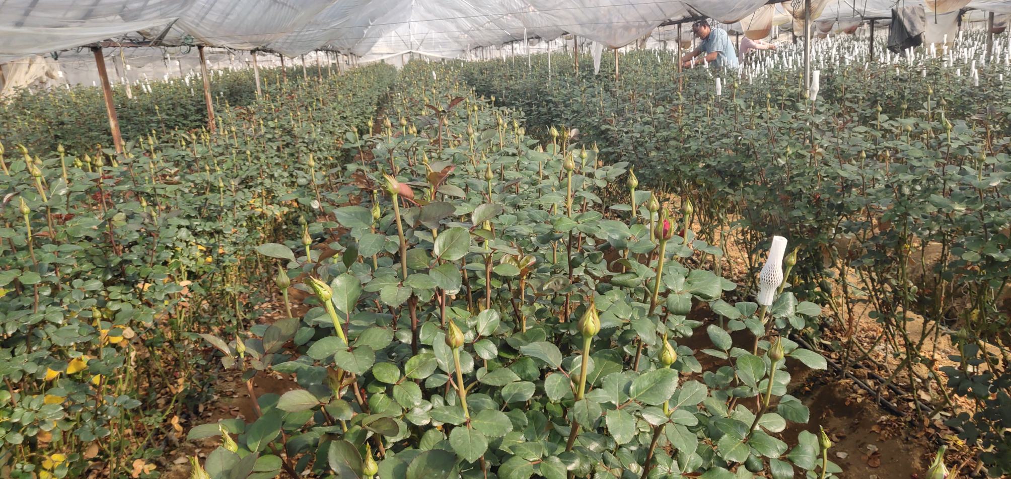 四季玫瑰种植前的土壤翻耕与施肥场景 四季玫瑰种植前的土壤翻耕与施肥场景