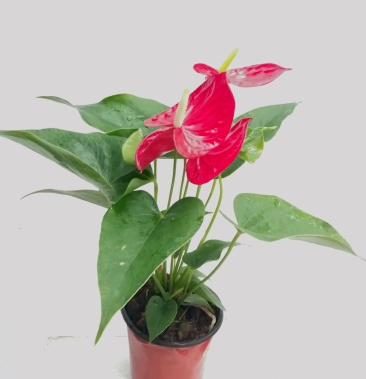 广州市荔湾区120红掌密西根