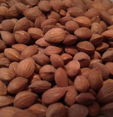 山桃仁陕北地产颗粒饱满包含量