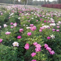 芍药基地直销常年供应各种绿化苗木