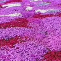 芝樱芝樱杯苗芝樱花海设计芝樱价格芝樱产地