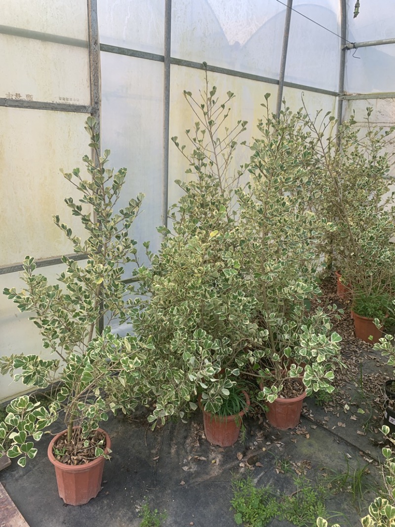 心叶榕爱心榕花叶三角榕热带植物盆栽花家庭园艺木本植物