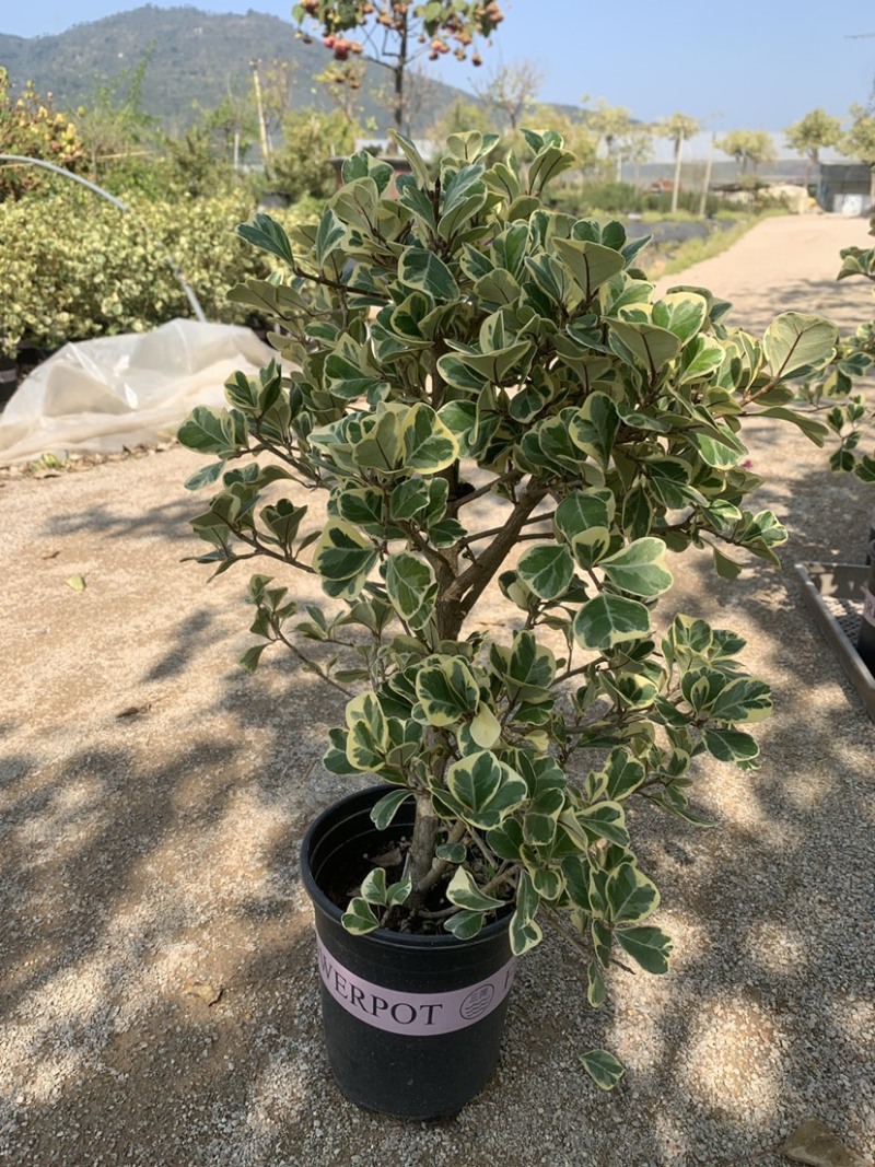 心叶榕爱心榕花叶三角榕热带植物盆栽花家庭园艺木本植物