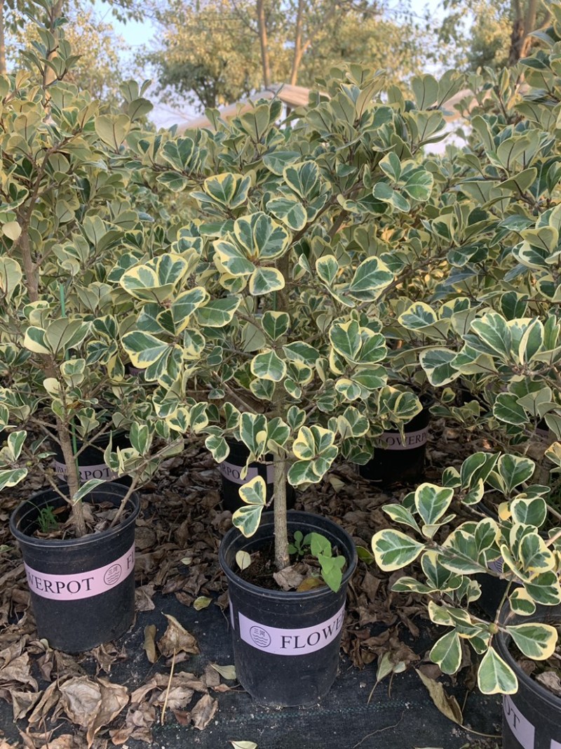 心叶榕爱心榕花叶三角榕热带植物盆栽花家庭园艺木本植物