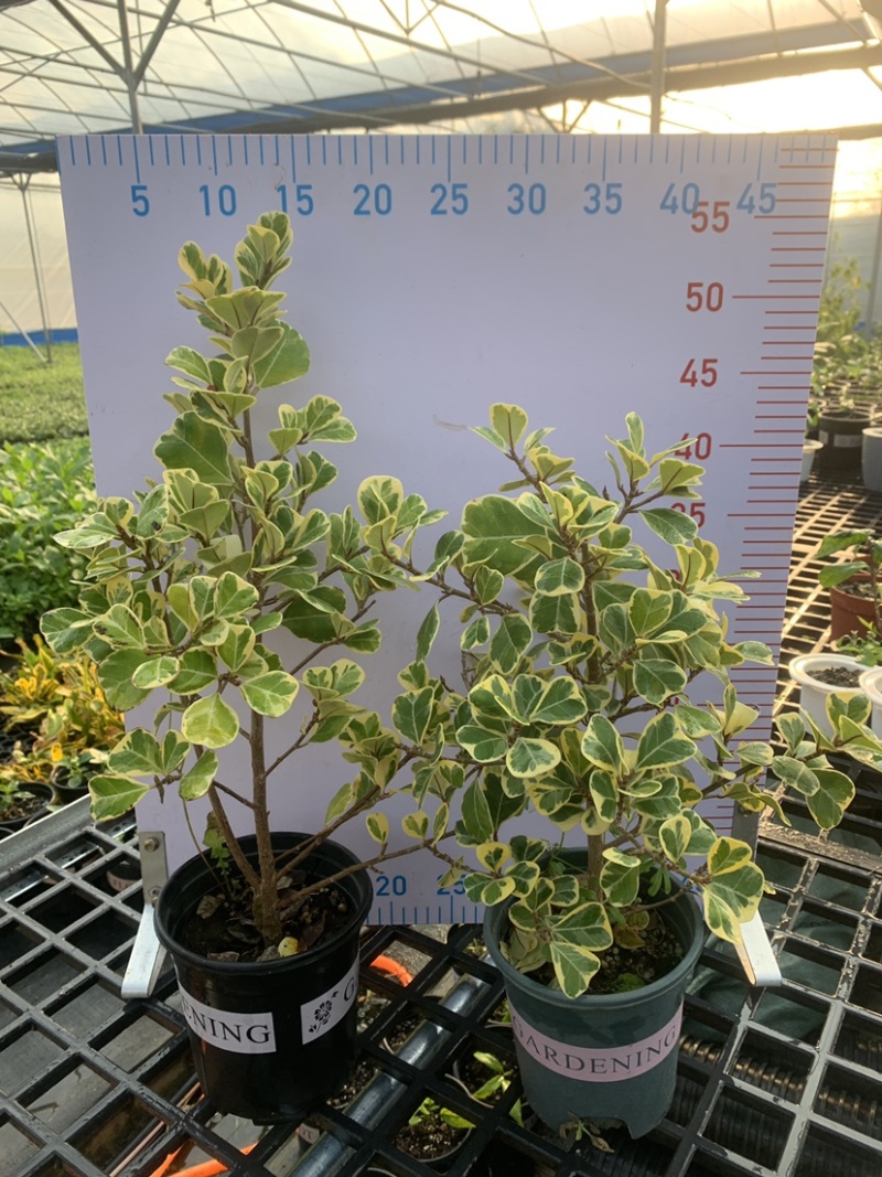 心叶榕爱心榕花叶三角榕热带植物盆栽花家庭园艺木本植物