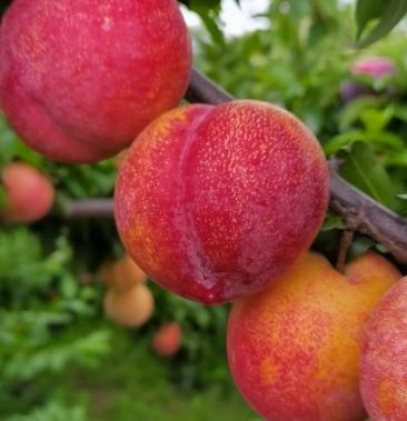 [李子苗批发]大红袍李子苗,干碗离核,自花授粉是辽宁卫视隆重推出的