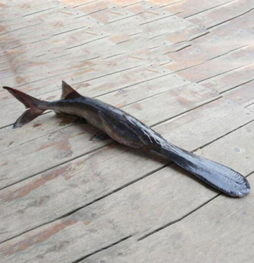 鸭嘴鱼长期供货湖北水产鸭嘴鱼