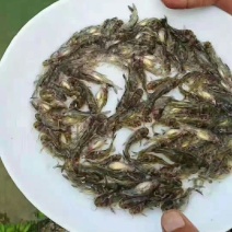 精品黄桑鱼塘口直发价，包技术，全国各地包邮