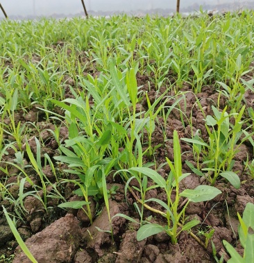[空心菜苗批发]大量空心菜种苗,成都杆价格8.00元/件 - 一亩田